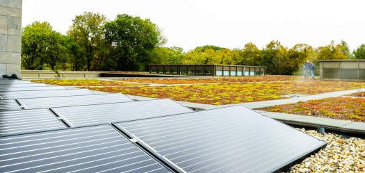 een plat dak met zonnepanelen en op de achtergrond is een dak met natuurlijke begroeiing.